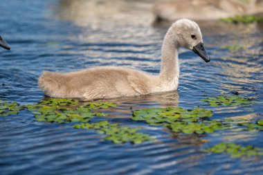 Tuna Deltası'nda sessiz kuğu Cygnets portre. Kuğu gençler, bebekler