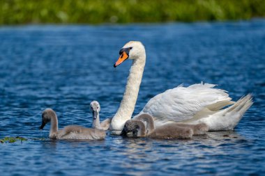 Danube Delta Mute Swan ve Cygnets