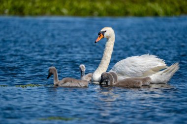 Danube Delta Mute Swan ve Cygnets