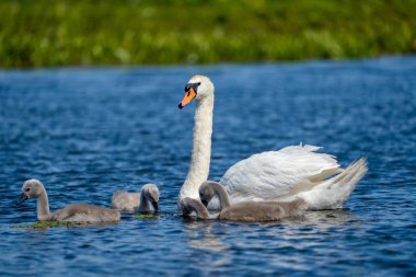 Danube Delta Mute Swan ve Cygnets