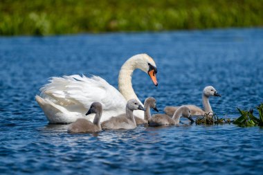 Danube Delta Mute Swan ve Cygnets