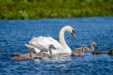 Danube Delta Mute Swan ve Cygnets