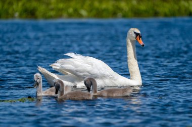 Danube Delta Mute Swan ve Cygnets