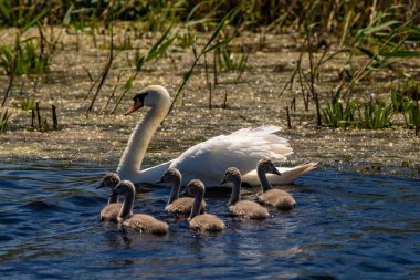 Kuğu ve Tuna Deltası'nda cygnets