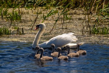 Kuğu ve Tuna Deltası'nda cygnets