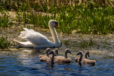 Beyaz Kuğu ve Tuna Deltası'nda cygnets