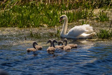 Kuğu ve Tuna Deltası'nda cygnets. Bebekler üzerinde odaklanmak