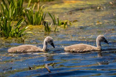 Tuna Deltası kuğu cygnets bebeklerde