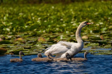 Beyaz Kuğu'nun ailesi ve cygnets Tuna Deltası'nda