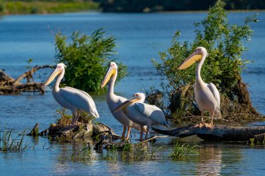 Tuna Deltası gölde Fortuna Pelikan koloni
