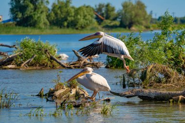 Büyük beyaz Danube Delta, Romanya'da uçan Pelikan (Pelecanidae)