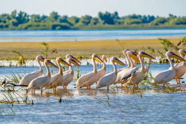 Tuna Deltası'nda görüşlü büyük beyaz pelikan koloni