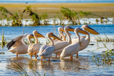 Tuna Deltası'nda görüşlü büyük beyaz pelikan koloni
