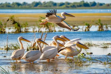 Tuna Deltası içinde kuş gözlem. Bir pelikan koloni Fortuna Gölü üzerinde uçan büyük beyaz pelikan