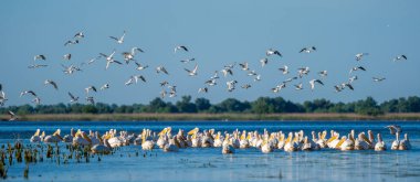 Tuna Deltası içinde kuş gözlem. Fortuna göl panoramik manzaralı büyük beyaz pelikan Colony'de