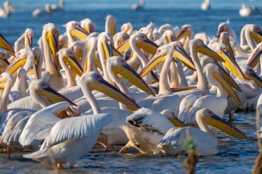 Fortuna Gölü Danube Delta, Romanya'da ortak Pelican Colony'de