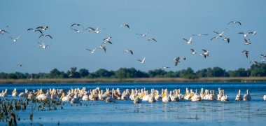 Tuna Deltası içinde kuş gözlem. Fortuna göl panoramik manzaralı büyük beyaz pelikan Colony'de