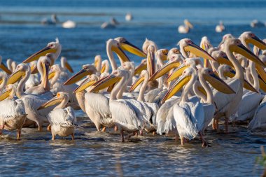 Tuna Deltası içinde kuş gözlem. Büyük beyaz pelikan (Pelecanidae) ve tepeli pelikan (Pelecanus crispus) Danube Delta, Romanya'da bir koloni