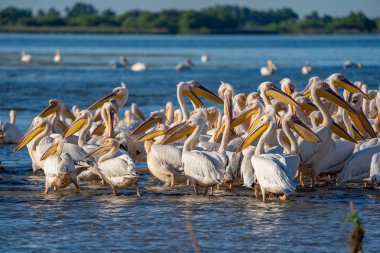 Büyük beyaz pelikan (Pelecanidae) ve tepeli pelikan (Pelecanus crispus) Danube Delta, Romanya'da bir koloni