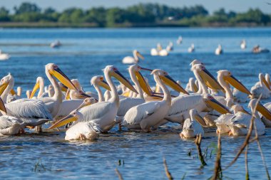 Büyük beyaz pelikan (Pelecanidae) ve tepeli pelikan (Pelecanus crispus) Danube Delta, Romanya'da bir koloni