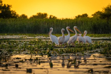 Pelikan Danube Delta, Romanya'da gün batımında