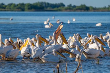 Tuna Deltası içinde kuş gözlem. Büyük beyaz pelikan (Pelecanidae) ve tepeli pelikan (Pelecanus crispus) Danube Delta, Romanya'da bir koloni