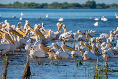 Büyük beyaz pelikan (Pelecanidae) ve tepeli pelikan (Pelecanus crispus) Danube Delta, Romanya'da bir koloni