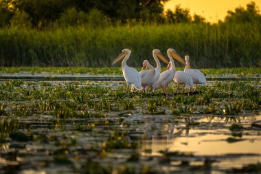 Pelikan Danube Delta, Romanya'da gün batımında