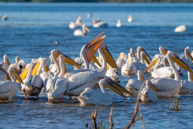Büyük beyaz pelikan (Pelecanidae) ve tepeli pelikan (Pelecanus crispus) Danube Delta, Romanya'da bir koloni