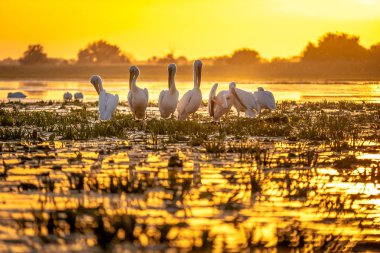 Tuna Deltası ile uyumak hazırlanıyor Pelikan gün batımı
