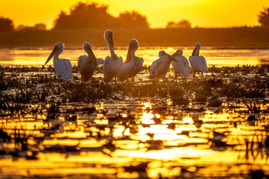 Tuna Deltası Romanya'da tipik günbatımı