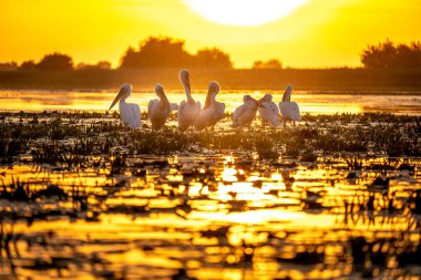 Pelikan yatmaya hazırlanıyor ile Tuna Deltası Romanya'da tipik günbatımı