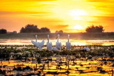 Sunris Danube Delta, Romanya