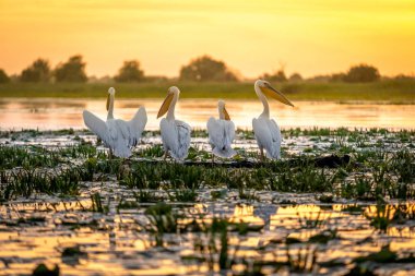 Pelican kuş kolonisi ile Tuna Deltası'nda gündoğumu