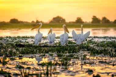 Pelican kuş kolonisi ile Tuna Deltası'nda gündoğumu