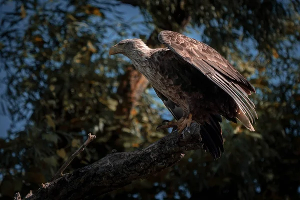 Beyaz kuyruklu kartal (Haliaeetus albicilla), Tuna Deltası'nda en büyük kartal