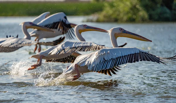 Danube Delta, Romanya. Su üzerinde uçan büyük beyaz pelikan