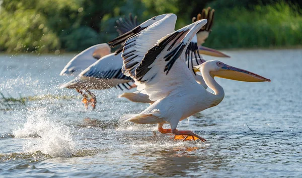 Danube Delta, Romanya. Su üzerinde uçan büyük beyaz pelikan