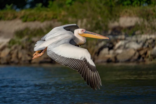 Danube Delta, Romanya'da büyük beyaz pelikan (Pelecanidae)