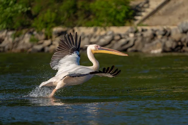 Danube Delta, Romanya. Su üzerinde uçan büyük beyaz pelikan