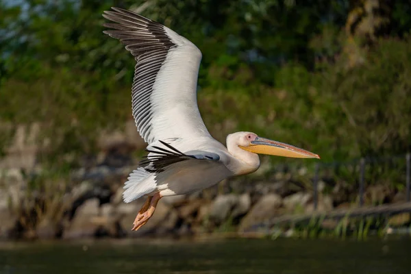 Büyük beyaz Danube Delta, Romanya'da uçan Pelikan (Pelecanidae)