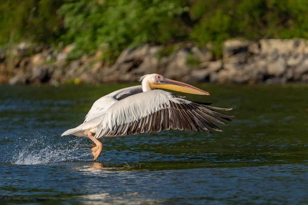 Danube Delta, Romanya. Su üzerinde uçan büyük beyaz pelikan
