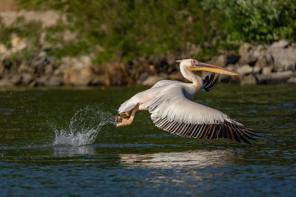 Su üzerinde uçan Pelikan Danube Delta, Romanya (Pelecanus)