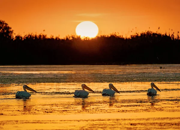 Tuna Deltası ile Pelikan Sunrise