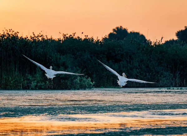 Pelikan alarak gündoğumu Danube Delta, Romanya