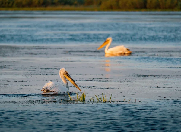 Tuna Deltası Romanya gündoğumu, pelikan