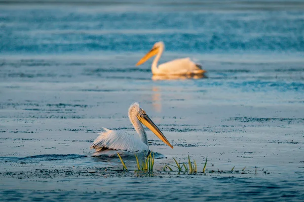 Pélicans Dans Delta Danube Roumanie Lever Soleil — Photo