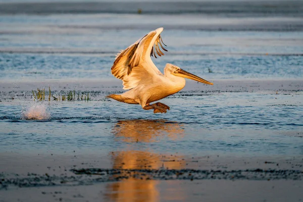 Lecący Pelikan Delcie Dunaju Zachodzie Słońca — Zdjęcie stockowe