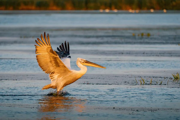 Tuna Deltası içinde Pelicabirdwatching. Büyük beyaz Danube Delta, Romanya'da bir göl üzerinde açılış sunsetn, uçan Pelikan (Pelecanidae)