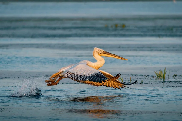 Pelikan Danube Delta, Romanya'da bir göl üzerinde açılış